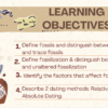 All About Fossils - Image 2